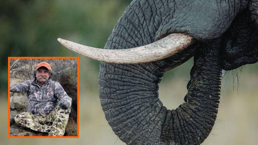 Empresario de California muere aplastado por elefantes