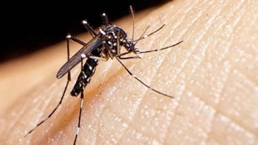 Autoridades sanitarias recomendaron eliminar recipientes con agua acumulada para reducir la proliferación de mosquitos transmisores de dengue.