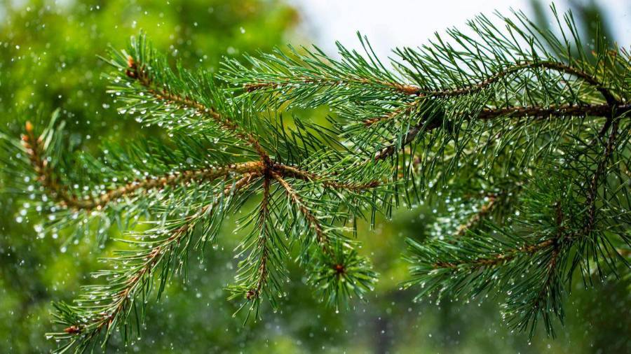 El SMN prevé lluvias fuertes en el sureste, vientos intensos en el norte y temperaturas de hasta 45 °C en diversas regiones del país este 14 de marzo.