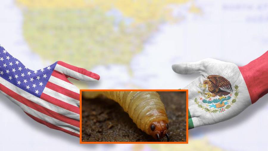 Gusano barrenador en México y Estados Unidos