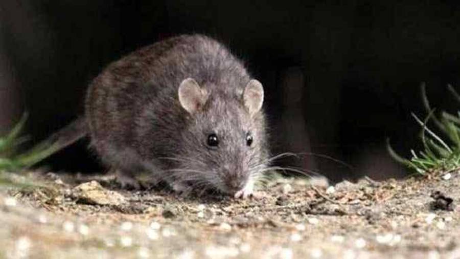 Un caso de hantavirus ha sido reportado en China. He aquí por qué no debes preocuparte.
