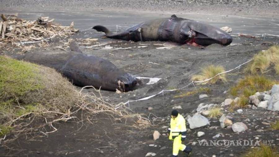 $!Muerte de 12 cachalotes en Nueva Zelanda deja perplejos a expertos