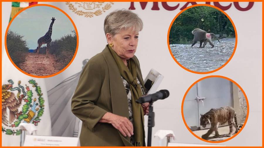 ¿Cómo llegan estos ejemplares al país? ¿Quién y cómo autoriza que particulares, sin capacidad para cuidarles y mantenerles como requieren, los posean? Esas y preguntas tendría que responder Alicia Bárcena, Secretaría del Medio Ambiente.