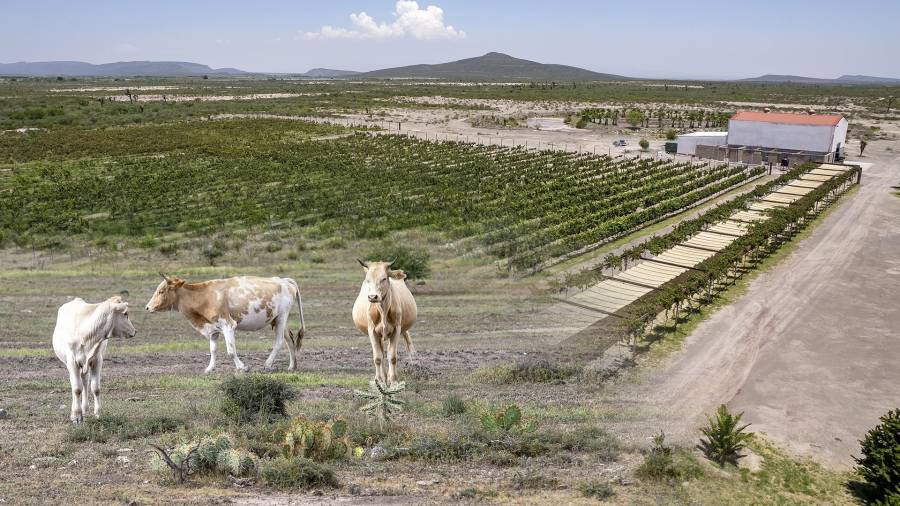 Custodios de su propia tierra
