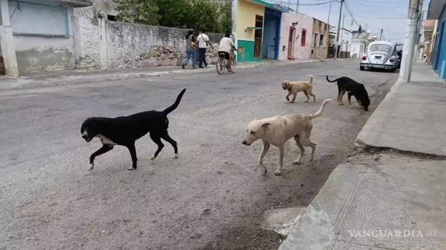 Según animalistas, México es el país número uno a nivel Latinoamérica en cuanto a población de perros callejeros.