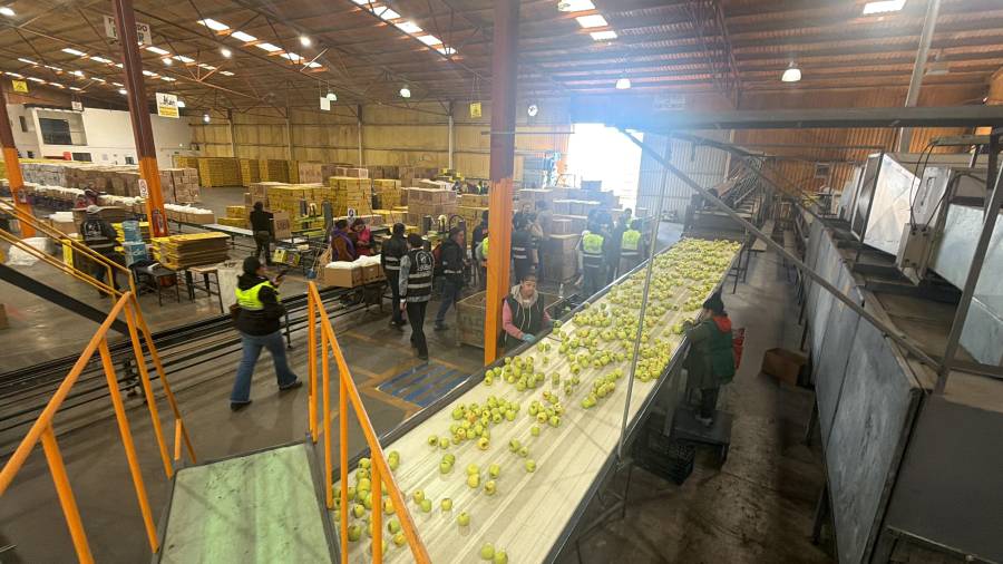 La colaboración con Balam ha permitido a Manzanas Finas El Indio renovar su negocio y fortalecer su competitividad para llevar la manzana chihuahuense a más partes de México y el mundo. FOTO: CORTESÍA