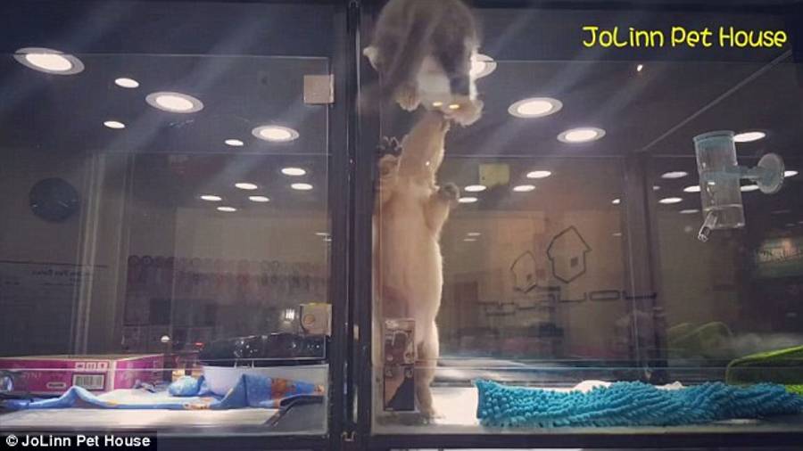 Un gato y un perro demuestran que la amistad no tiene barreras