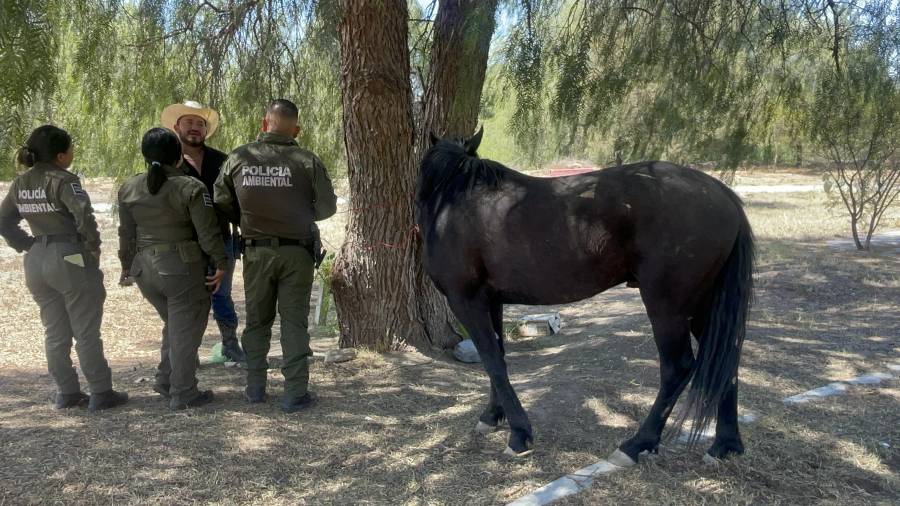 El aseguramiento se realizó en el Bosque Urbano Ejército Mexicano.