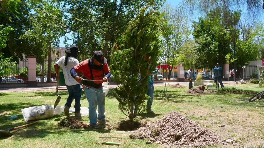 Se prepararon las áreas verdes mediante el retiro de árboles secos y la construcción de borbotones y cajetes.