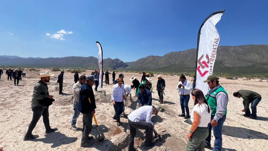 La meta para este año es plantar 40 mil agaves en más de 200 hectáreas de la Reserva Ecológica Municipal Sierra y Cañón de Jimulco, como parte de una estrategia de restauración ambiental.