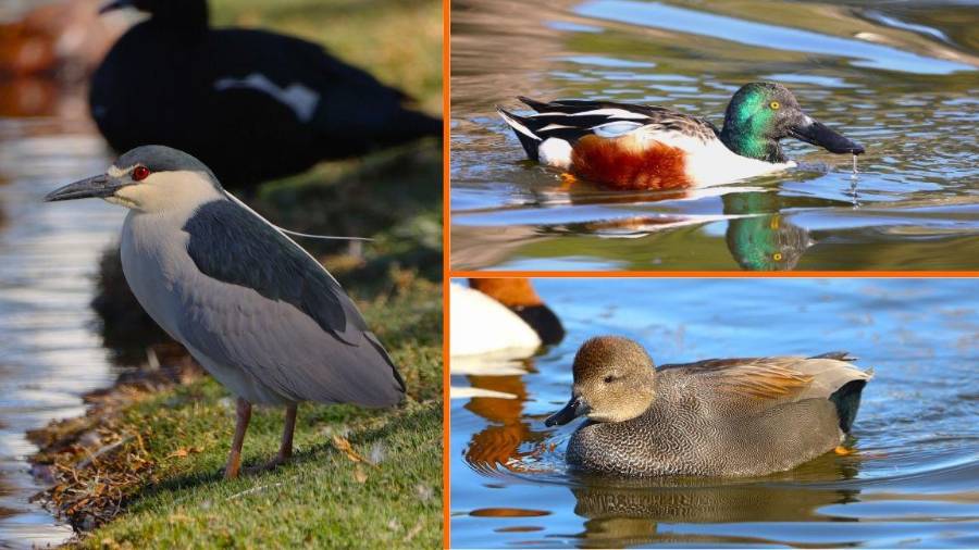 Más de 100 especies fueron registradas, lo que evidencia la riqueza biológica de humedales y presas locales.