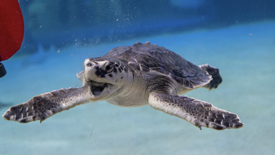 La conservación de la tortuga lora en Tamaulipas continúa registrando resultados históricos.