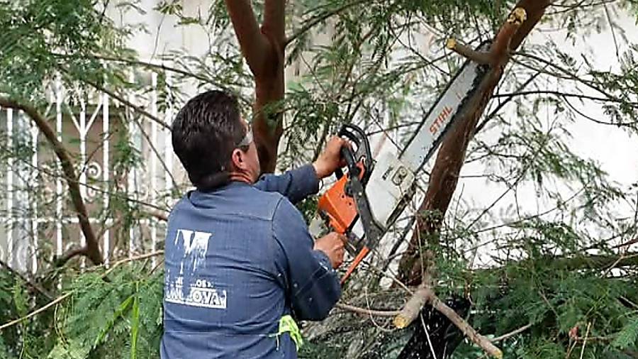 Las lluvias y ráfagas de viento han provocado la caída de árboles y ramas en distintos sectores de Monclova.