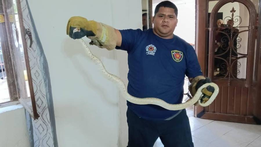 Personal de Protección Civil y Bomberos realiza la captura y reubicación de víboras y otras especies ponzoñosas encontradas en viviendas y centros de trabajo.
