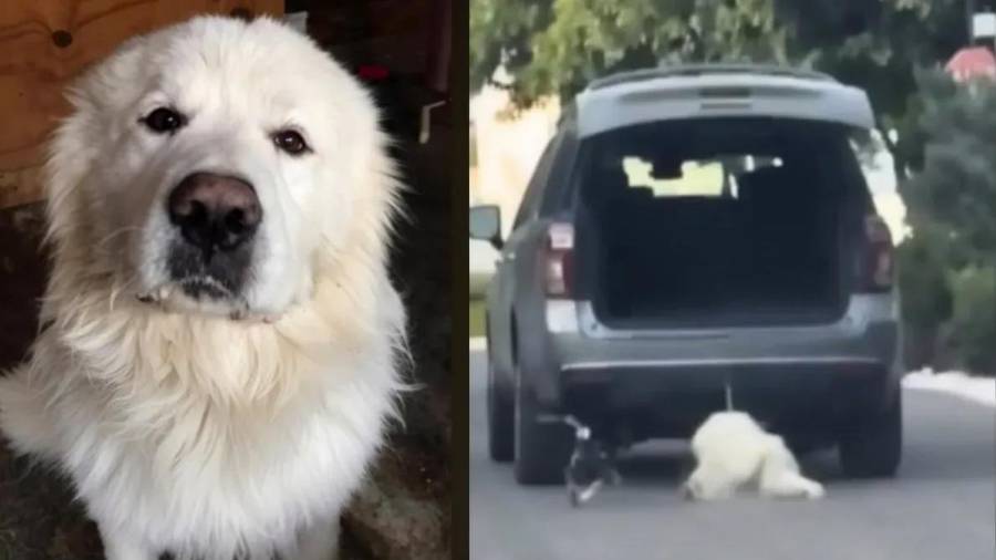 Especialista afirma que la violencia contra los animales no implica necesariamente un trastorno mental.