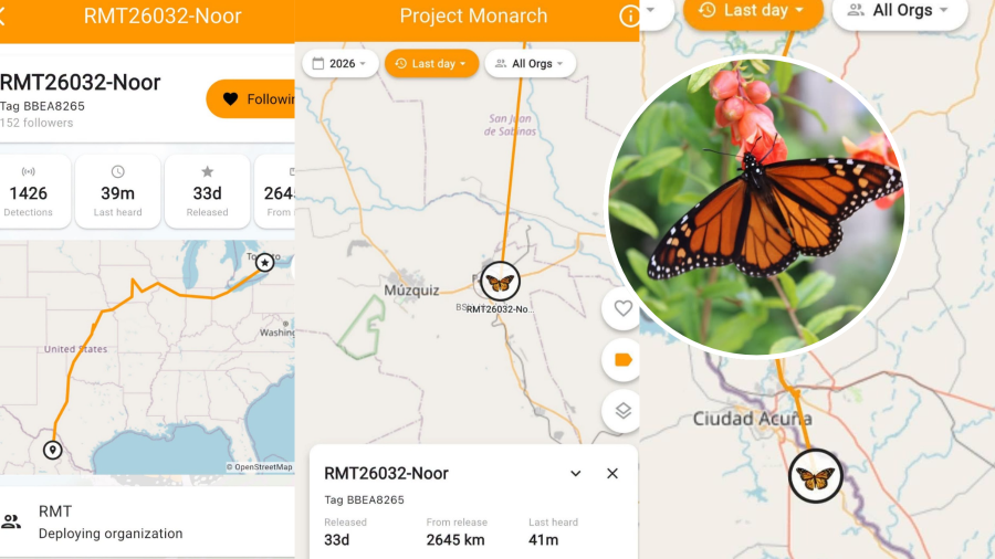 Tres mariposas monarca equipadas con transmisores ingresaron a México por territorio de Coahuila. Los primeros avistamientos de la temporada se concentran en Acuña, Múzquiz (Palaú), Monclova y Cuatro Ciénegas.