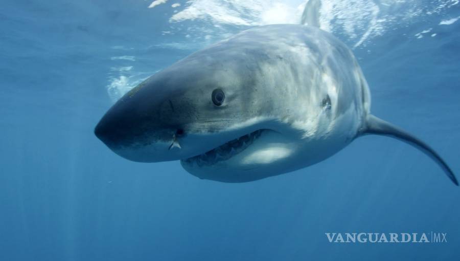 $!Tiburones usan campos magnéticos para orientarse en el océano