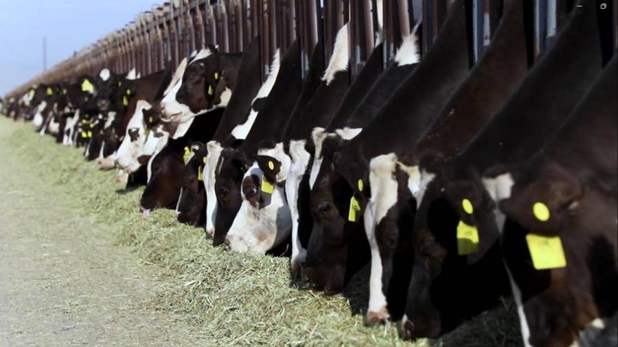 El sector lácteo avanza firmemente en la transformación sustentable de los establos, consolidándose como parte de la solución ante los desafíos ambientales actuales. FOTO: CORTESÍA