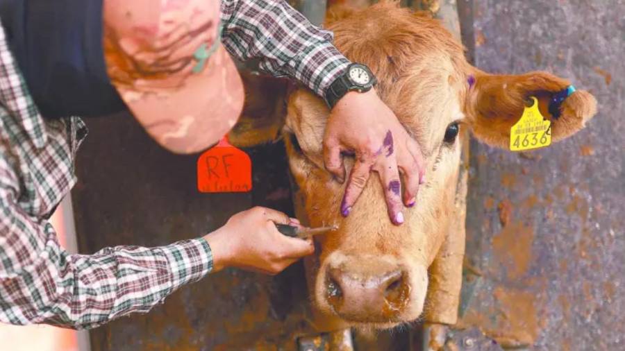 El ganado bovino es la especie más afectada en México, con más de 20 mil casos registrados.