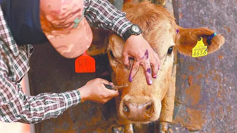 Personal de la Sader y del Senasica revisa protocolos de inspección para reforzar la detección temprana de gusaneras en ganado movilizado en el país.