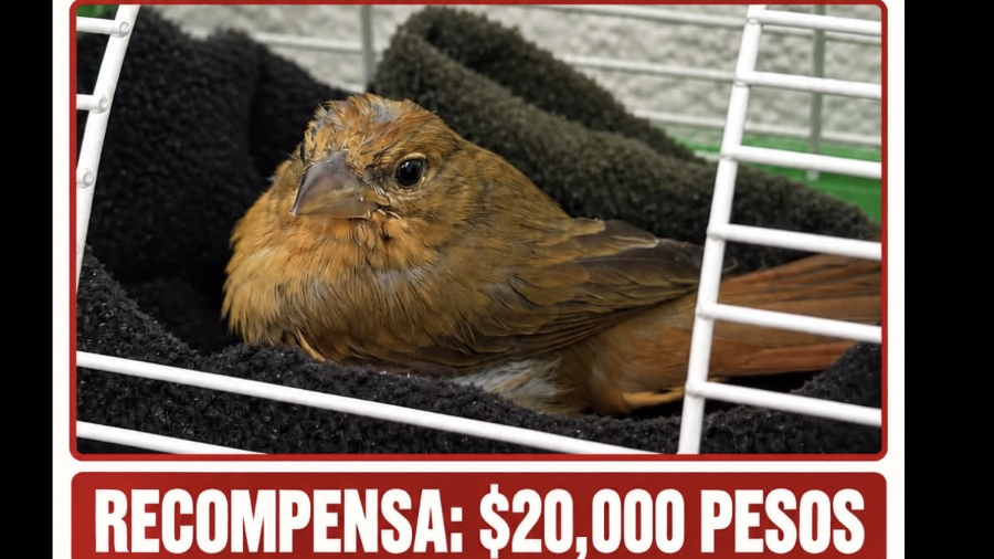 Su propietaria ofrece una recompensa de 20 mil pesos a quien entregue a “Quesadillo”.