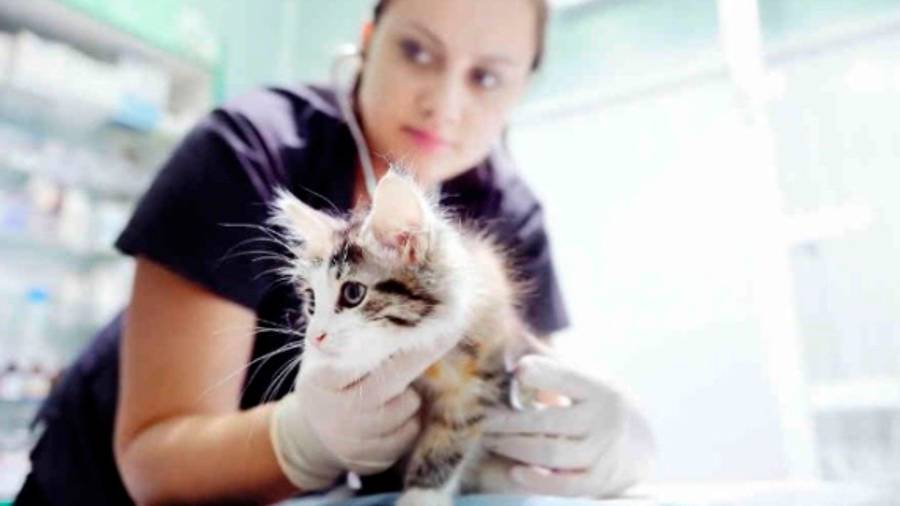 Celebra el mes del amor esterilizando a tu mascota