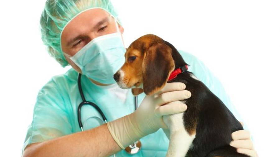 Esterilizar es la solución