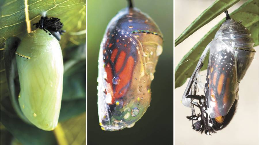 La cigüeña de mariposas