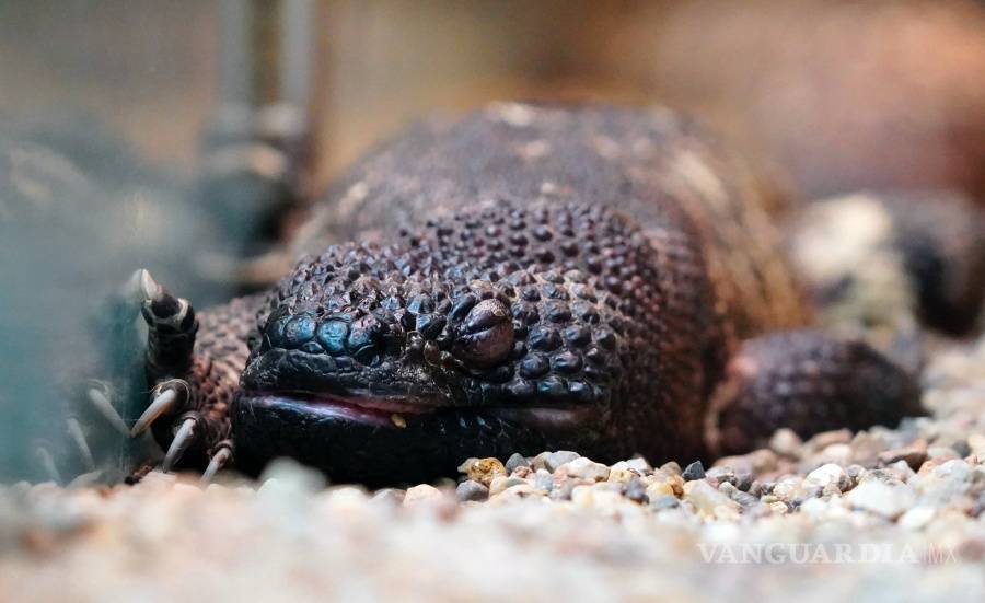 $!Dos lagartos moteados mexicanos nacen en un zoológico de Polonia