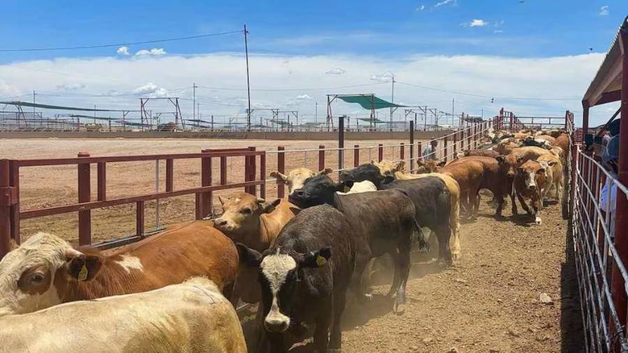 Operativos conjuntos han permitido detectar irregularidades en el traslado de ganado en Coahuila.