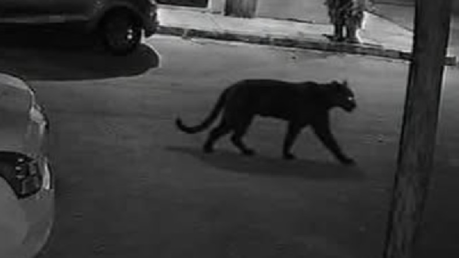 Personal operativo realizó recorridos en Villa Jardín tras el reporte de un supuesto animal de gran tamaño.