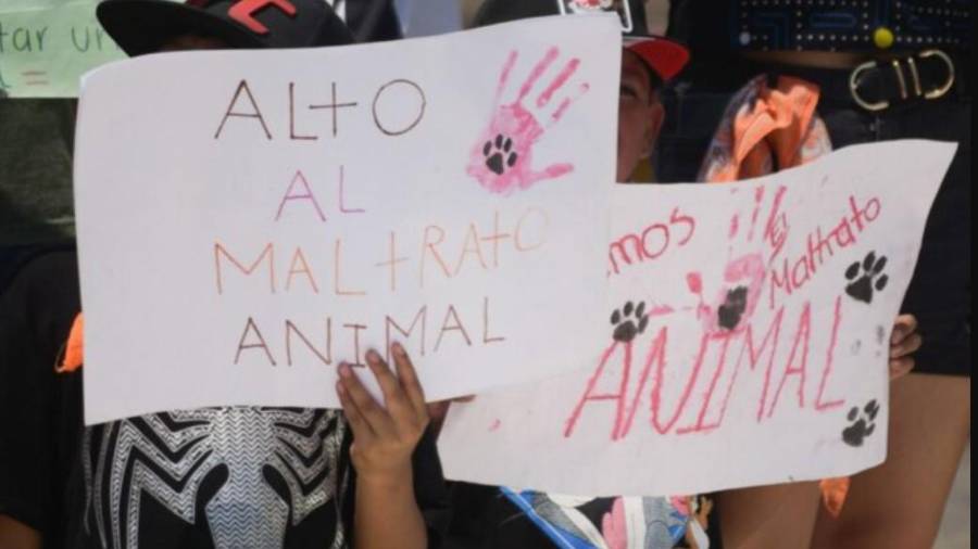 Asociaciones protectoras de animales piden endurecer castigos.
