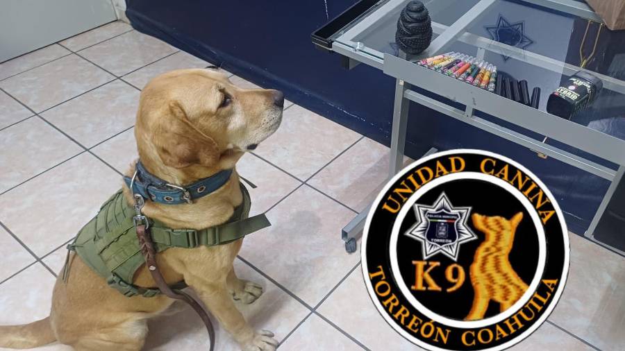 La Unidad Canina de la Policía de Torreón participa en las inspecciones realizadas en empresas de paquetería para detectar posibles sustancias ilícitas.