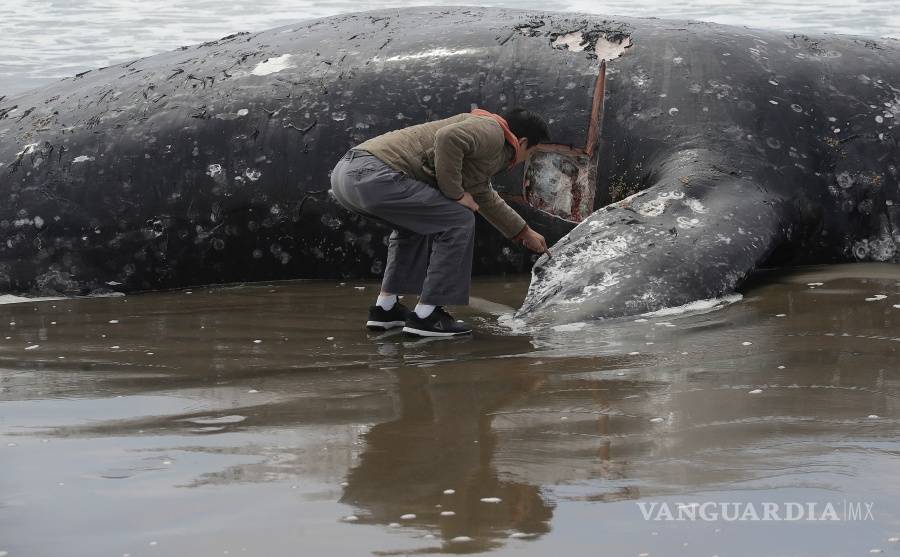$!Encuentran a novena ballena muerta en la bahía de San Francisco