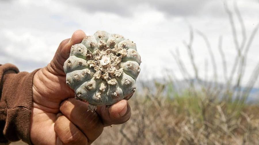 El peyote está regulado y restringido en México debido a sus efectos psicoactivos (es una droga).