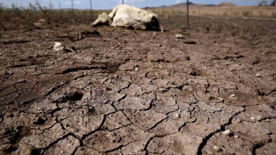 La sequía obliga a vender animales de manera anticipada para evitar mayores pérdidas.