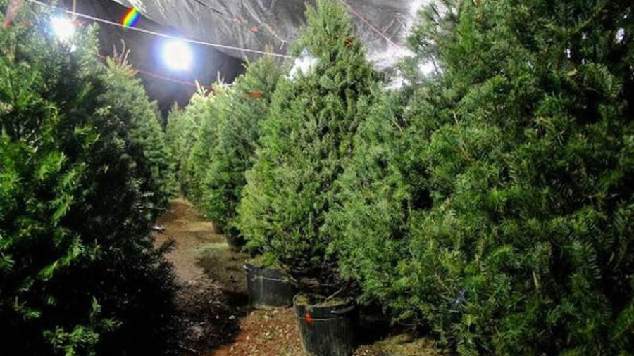 A partir del 8 de enero, el municipio de Saltillo habilitará centros de acopio para pinos navideños naturales, con el fin de evitar su abandono en la vía pública.