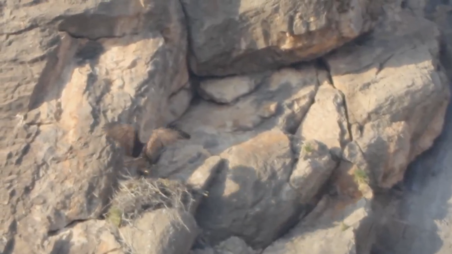 na pareja de águila real fue documentada en su nido dentro del Área de Protección de Flora y Fauna Ocampo, en Coahuila, lo que confirmó su reproducción en la zona.