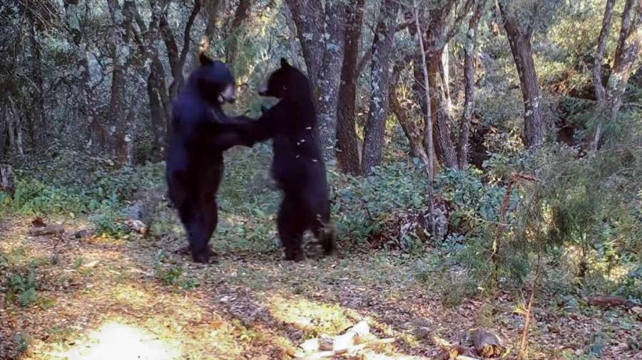 A través de una cámara culta, en 2022 en la Sierra de Zapalinamé fueron captados 2 osos bailando, escena que se hizo viral a nivel nacional.