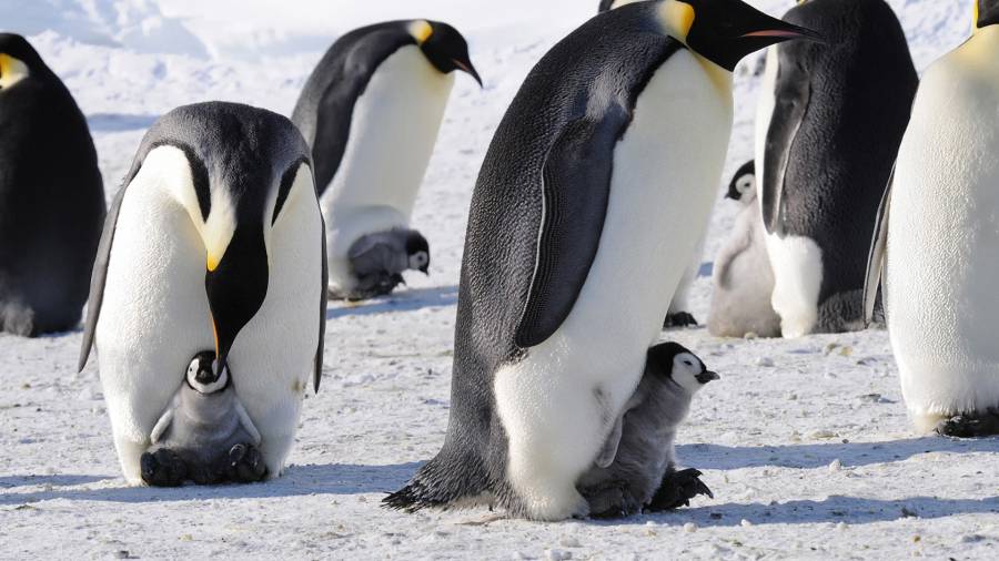 El cambio climático amenaza a pingüinos de la Antártida, advierten especialistas
