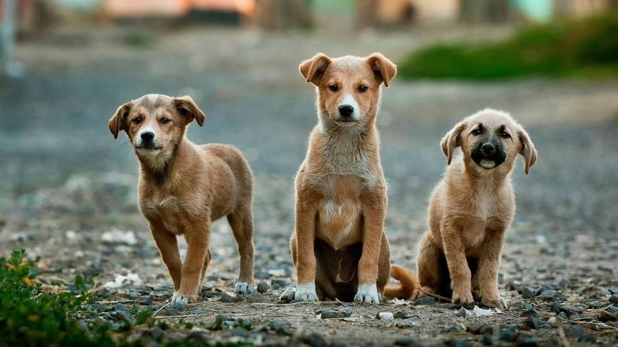 Los perros ingresan únicamente por abandono o entrega voluntaria, no por retiro de animales en calle.