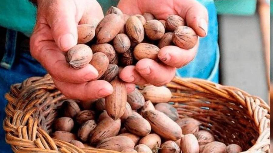 Productores de Coahuila enfrentan una de sus peores temporadas en años, con desplomes en la cosecha de nuez y dificultades para colocarla en el mercado.