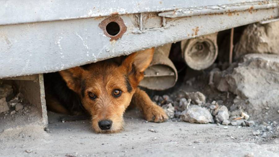 Municipio advirtió que el impacto se agrava en perros sin dueño, donde el ruido puede detonar accidentes y problemas de convivencia en la ciudad.