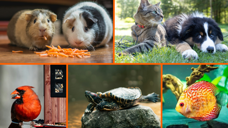 National Geographic ofrece consejos específicos para cada tipo de animal, desde baños refrescantes para perros hasta cambios en la dieta para gatos y otras medidas para roedores, aves, peces y reptiles.