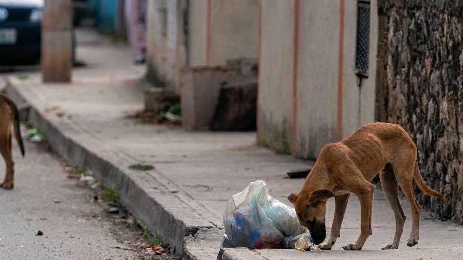 Las mascotas pueden transportar garrapatas al interior de los domicilios después de salir a parques o lotes baldíos.