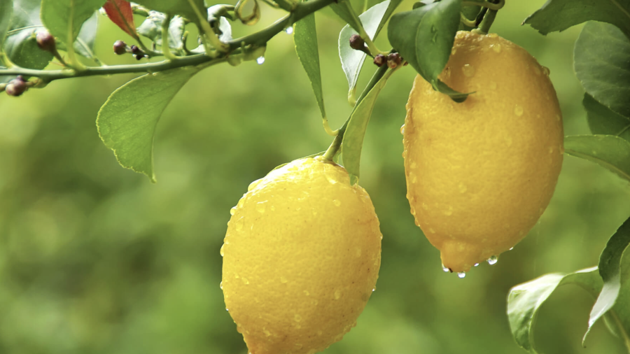 Dentro de la extensa familia de los limones existen multitud de variedades, matices y características.