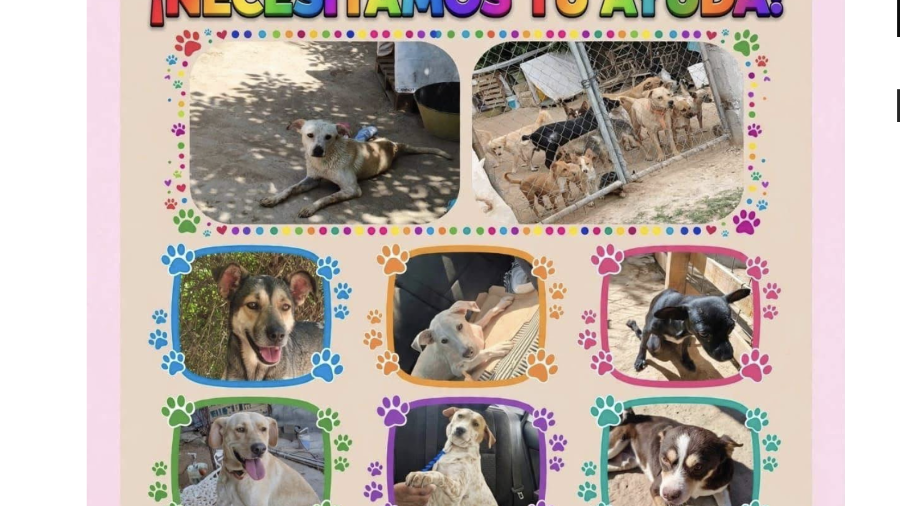 El refugio busca materiales para construir espacios especiales destinados a perros con cáncer.