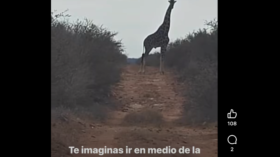 Autoridades y medios han documentado avistamientos recurrentes de jirafas en municipios de la Región Carbonífera, lo que mantiene abierto el debate sobre su origen.