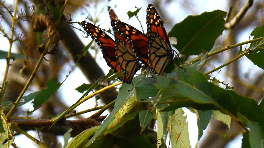 Habitantes de Saltillo y Ramos Arizpe, como Josué Razgado, han reportado a través del grupo Correo Real los avistamientos documentados de la mariposa Monarca en la región sureste.