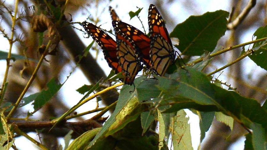 El Festival “La Magia de la Migración de la Mariposa Monarca 2026” ofrecerá actividades gratuitas para toda la familia en el Parque Ecológico El Chapulín.